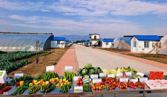 冷空氣來臨，面對(duì)“蹦極式”降溫，瓜果蔬菜如何加強(qiáng)防范應(yīng)對(duì)？