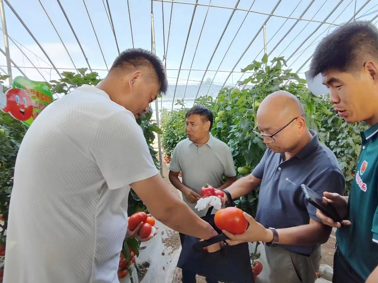 馬村園區(qū)蔬果香，秋延種植選品忙